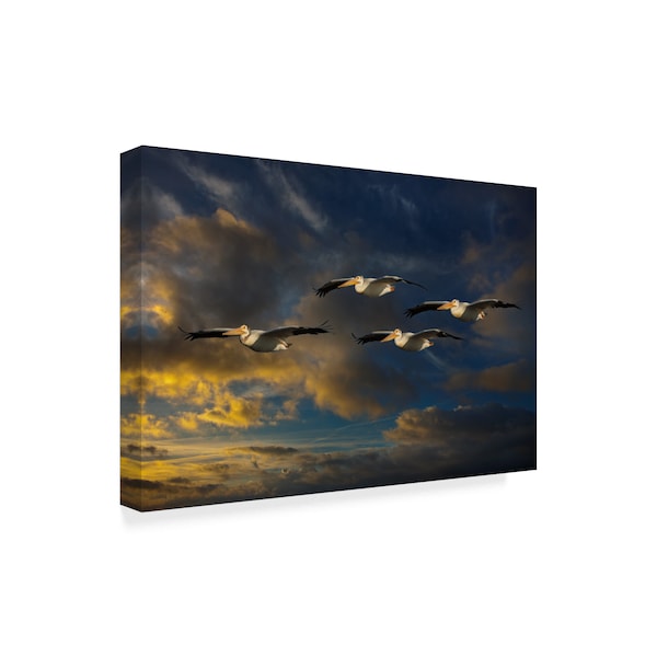 Galloimages Online 'Pelican Foursome' Canvas Art,16x24